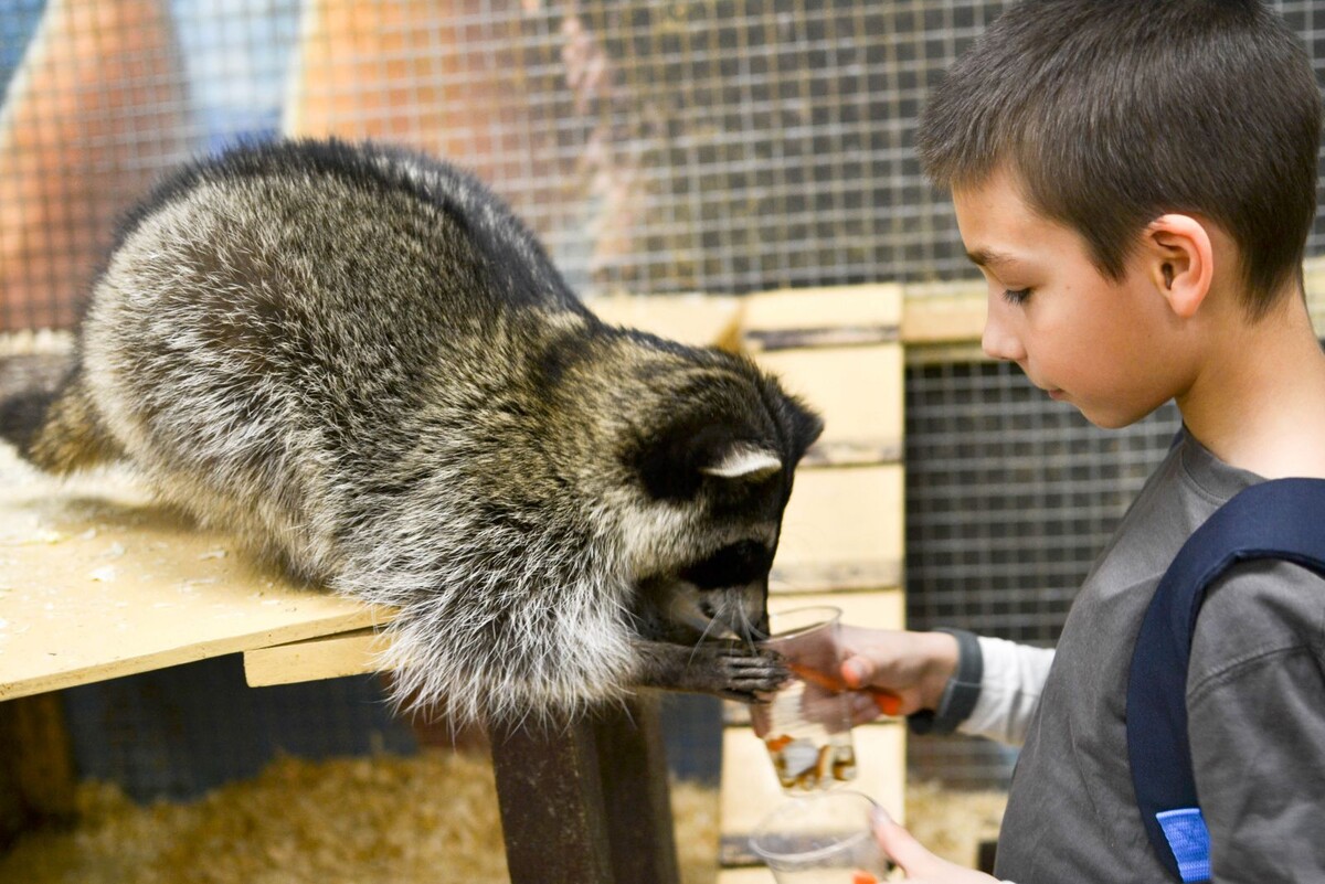 Фотография для оформления статьи позаимствована из обзора минского контактного зоопарка https://rebenok.by/articles/woman/leisure/23814-kontaktny-zoopark-v-minske-nadente-bakhily-obrabotaite-ruki-i-mozhete-gladit-i-kormit.html