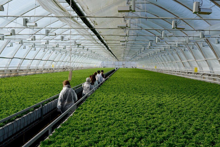 Какой вред наносит генно-модифицированная продукция.