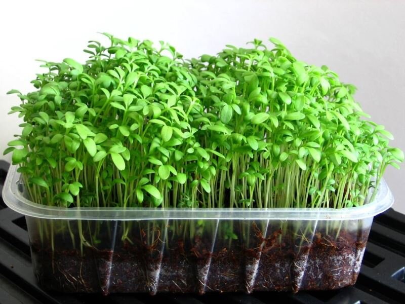 фото с greenhome.kz