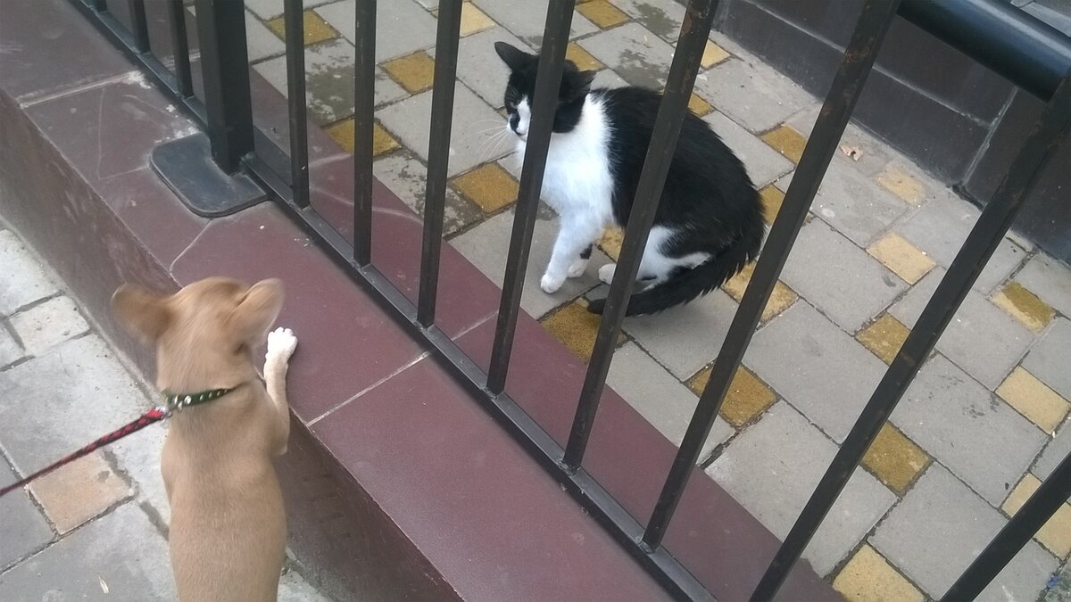 Только подошли к магазину. Кошка проявляет интерес.