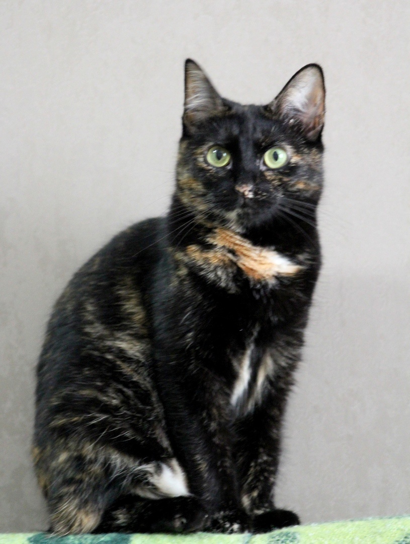 Кошка Тэффи из Банды Дворян