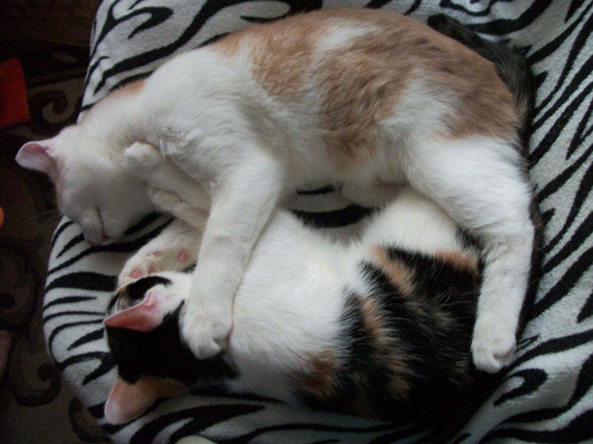 Котпрофбоссы контролируют экстренную ситуацию