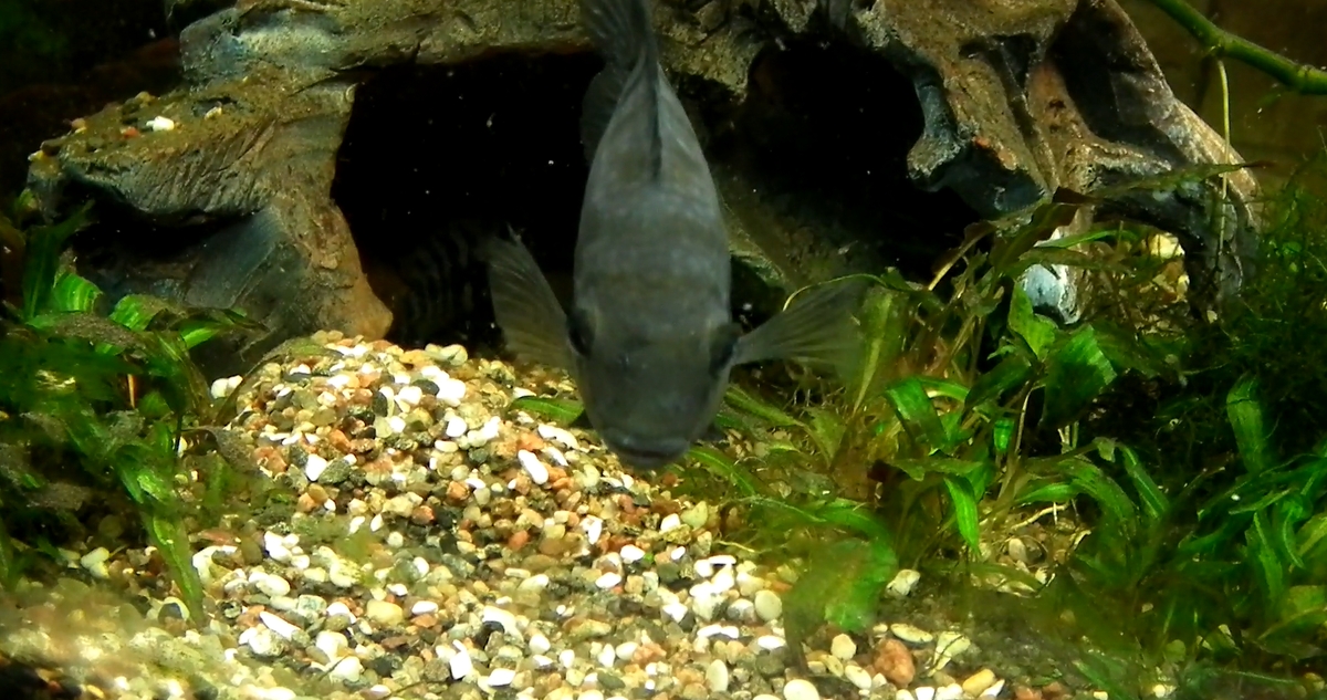 Самец защищает потомство и вход в пещеру