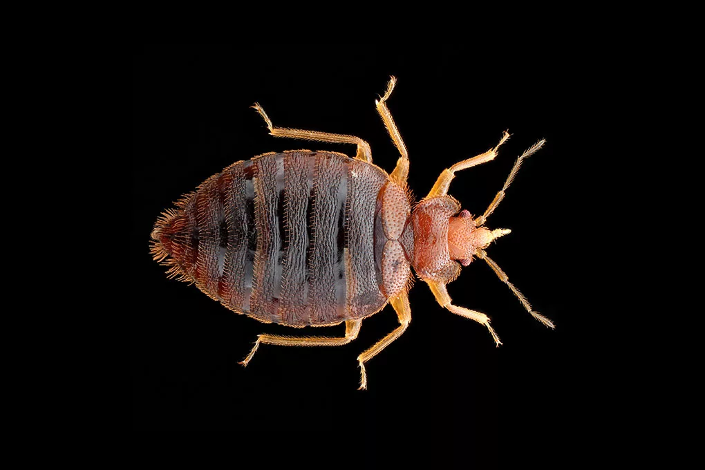 Cimex hemipterus - тропический постельный клоп, который прижился в наших широтах. 