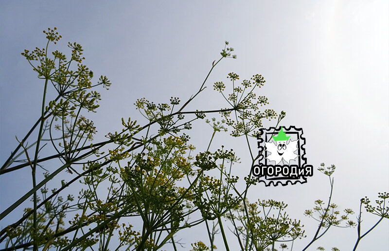 Зонтики фенхеля листового