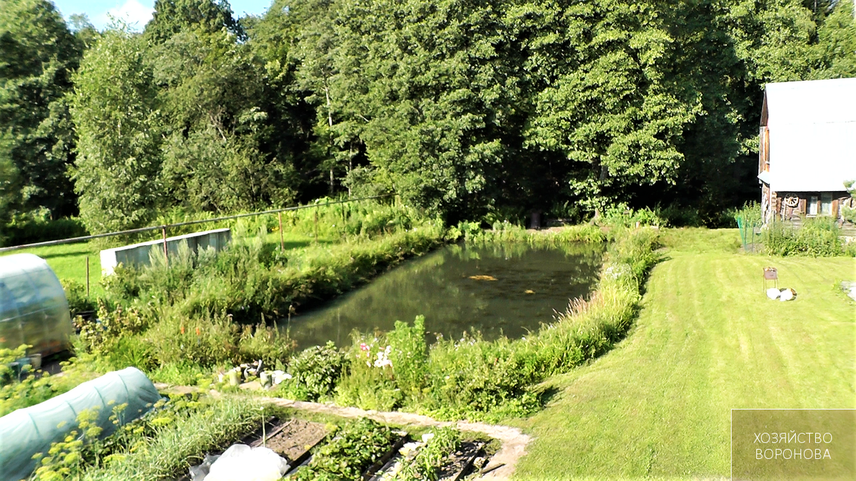 наш пруд на участке