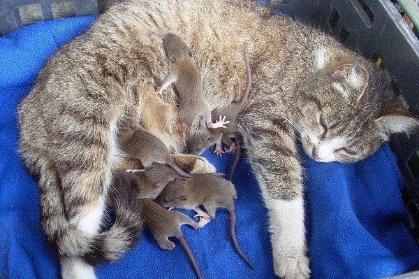 Кошка и мышка