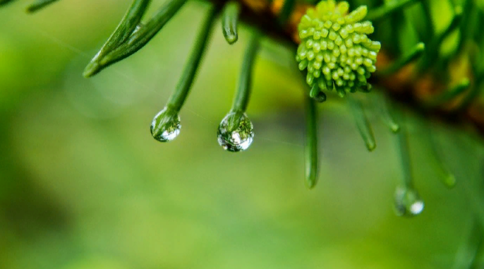 Фото заимствовано