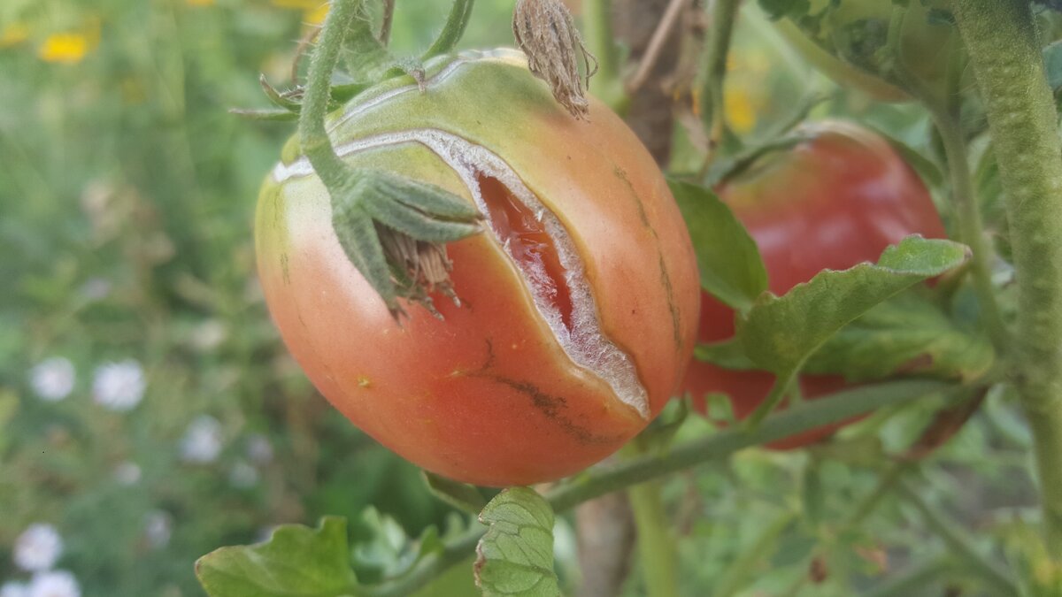 почему трескаются помидоры в открытом грунте. растрескивание плодов томата. лопнул помидор. почему трескаются помидоры в открытом грунте. почему трескаются помидоры в открытом грунте.