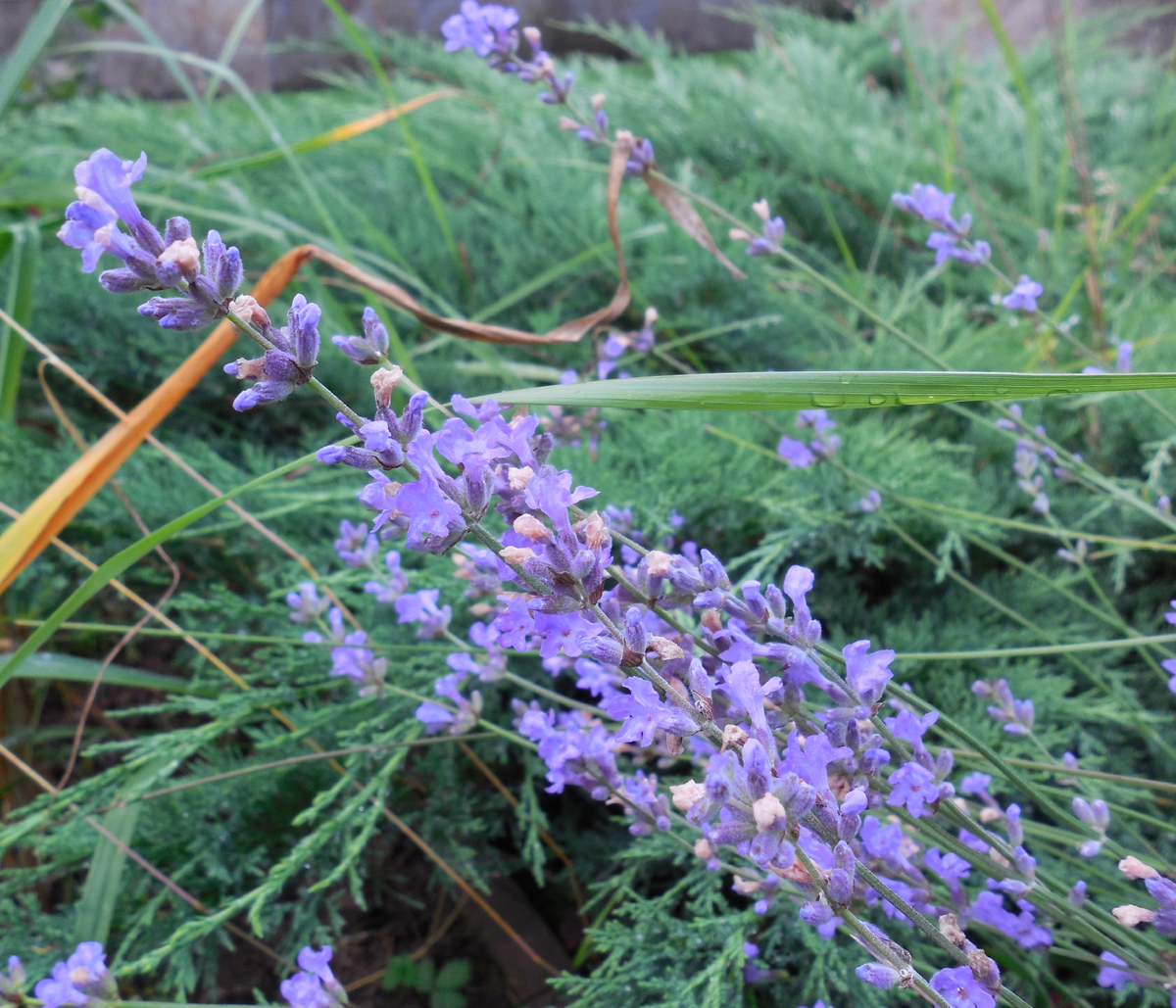 Здесь хорошо заметно, что цветоносы склоняются в одну сторону
