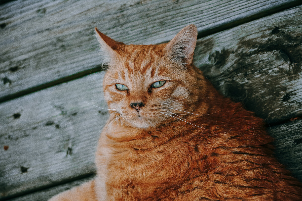 Photo by Jacalyn Beales on unsplash.com 