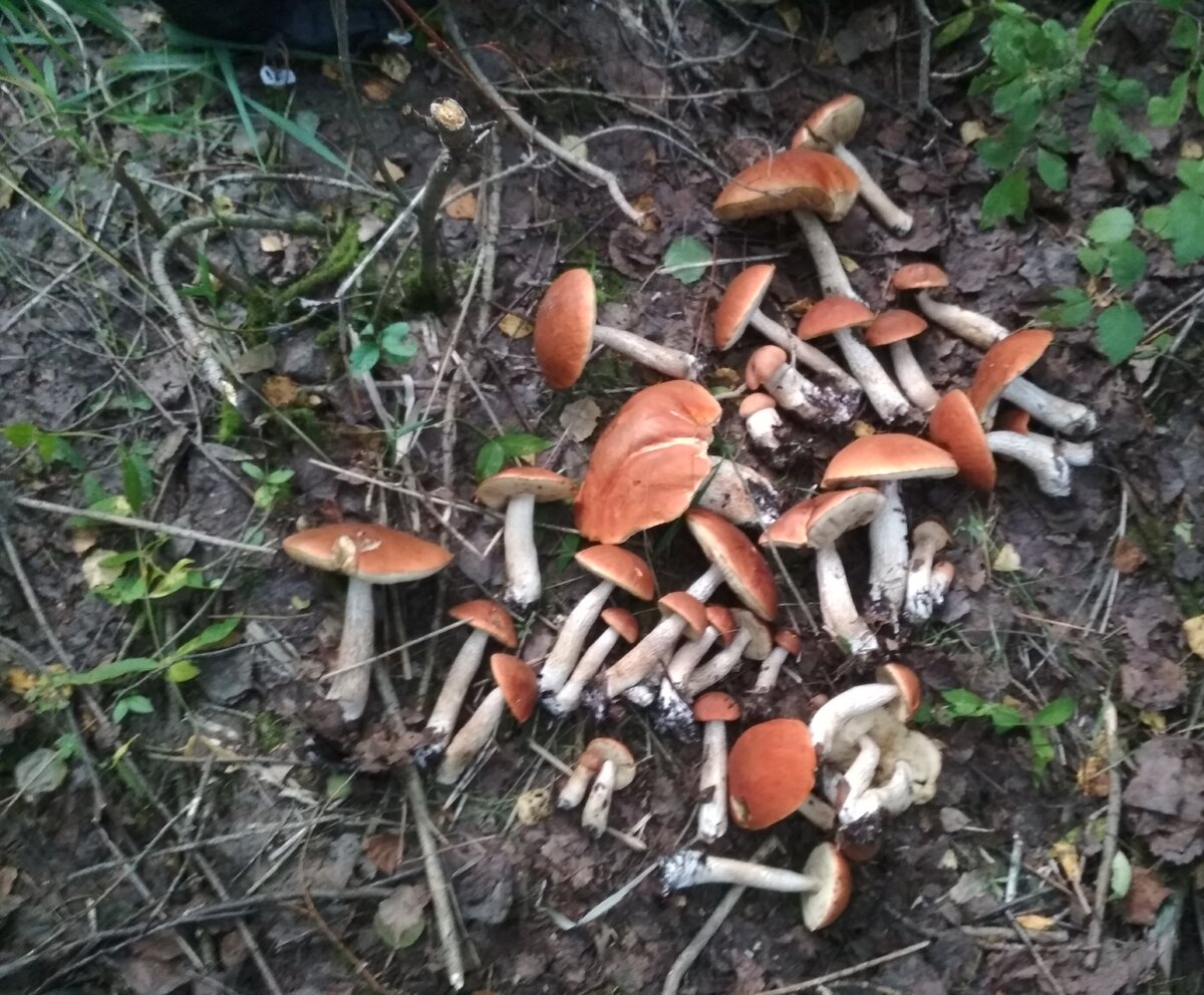 Первый заход по сбору  самой крупной группы подосиновиков.