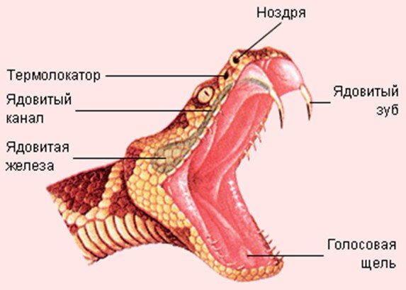 Ядовитый аппарат змеи. Источник изображения: studfiles.ru