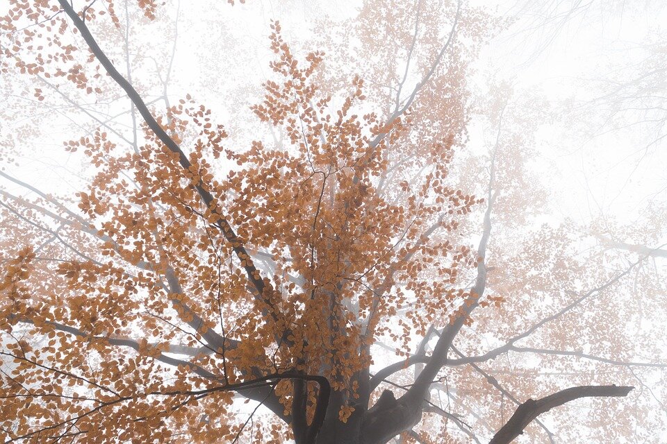 Источник:  pixabay.com/