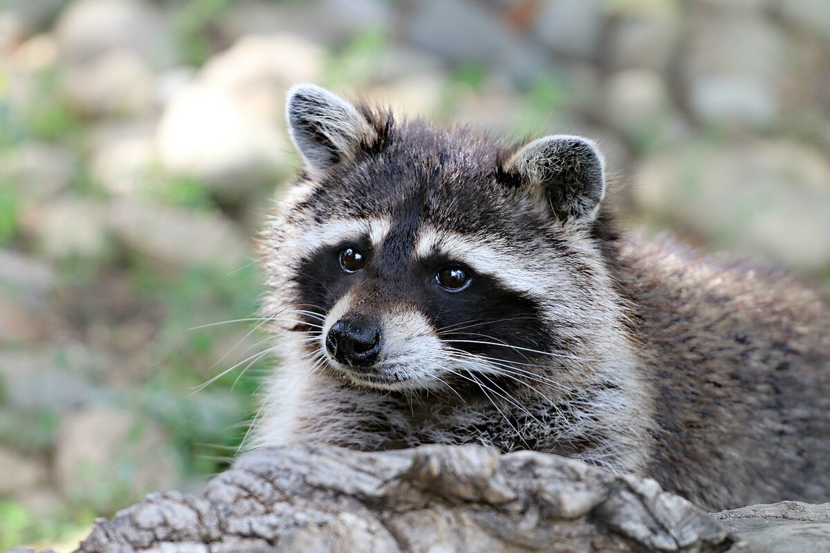 https://cdn.pixabay.com/photo/2016/06/24/02/22/raccoon-1476504_1280.jpg