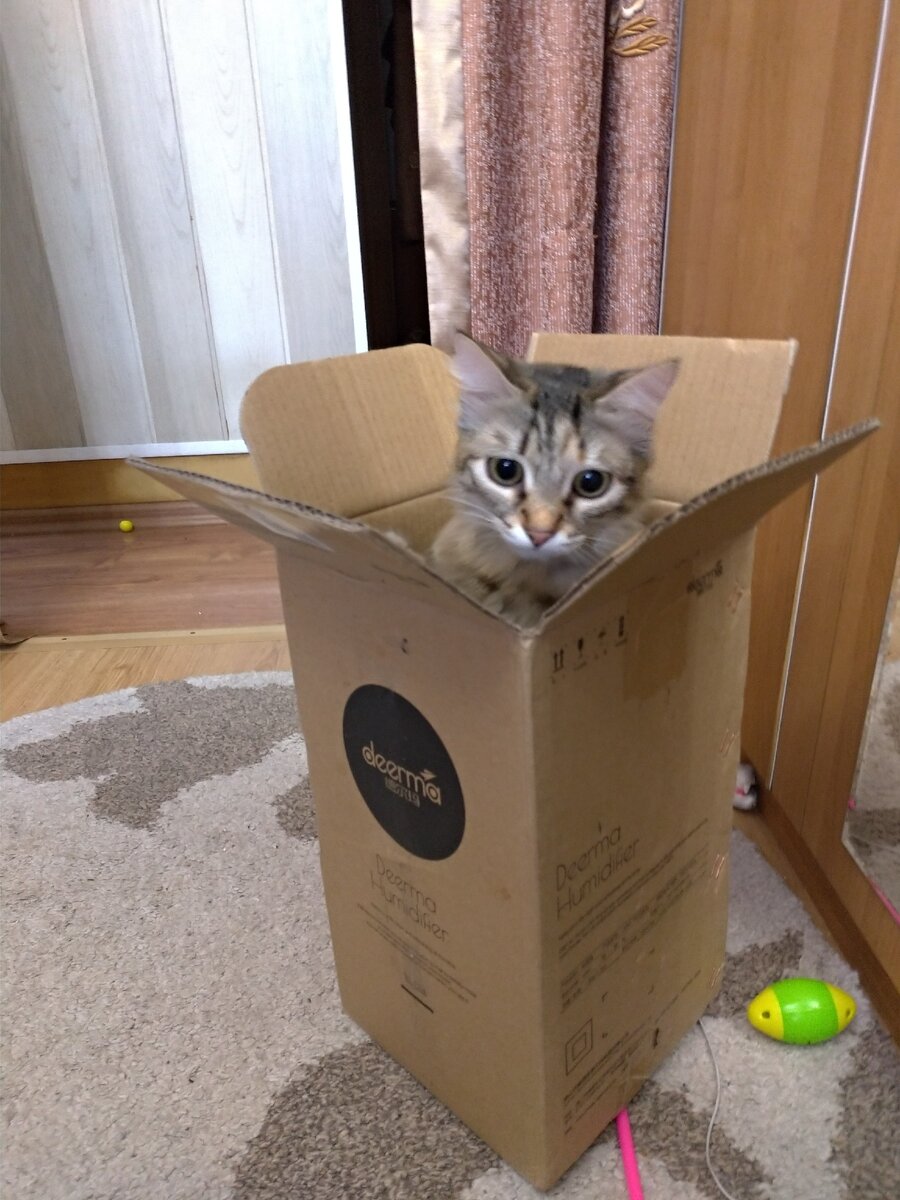 Следит за мной, чтобы я не забрала её игрушки.