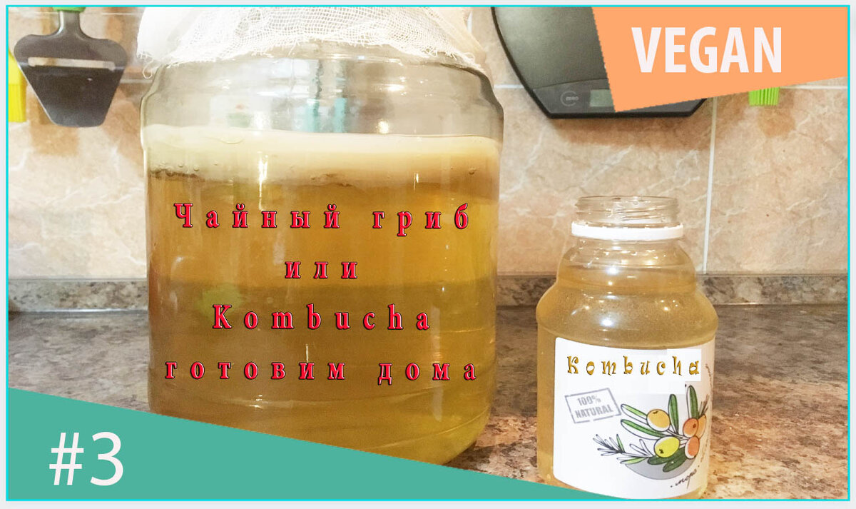 Чайный гриб, kombucha