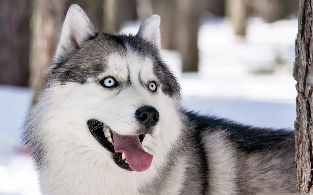 Изображение взято с сайта 999.md