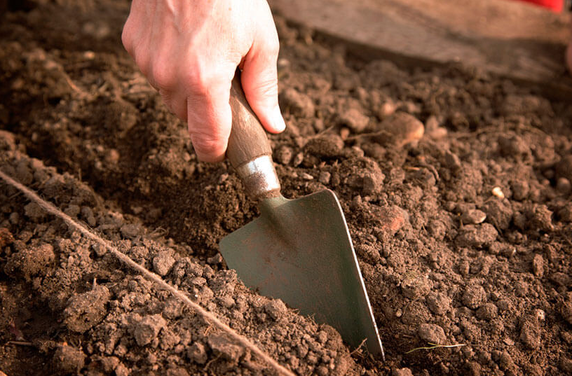 Лучший вариант для весенней подкормки - суперфосфат.