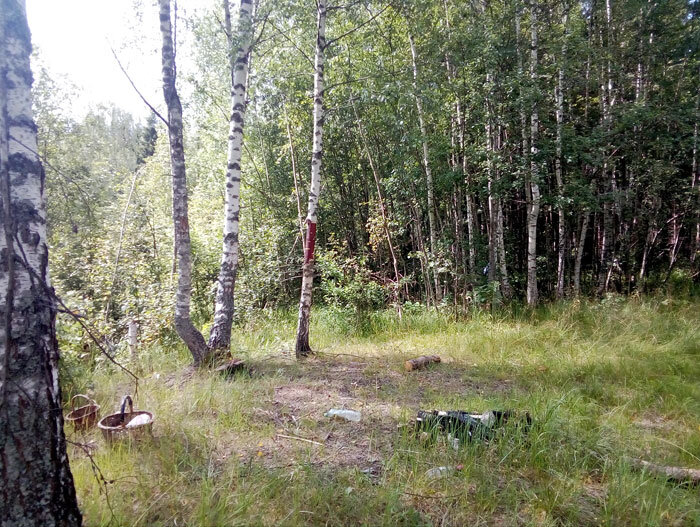 грибная полянка