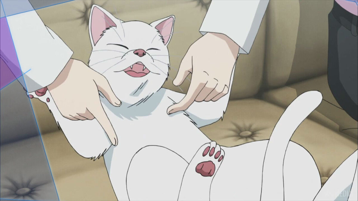 Топовые кошки в аниме. Часть 3 | Nuar-чан любит аниме! | Дзен