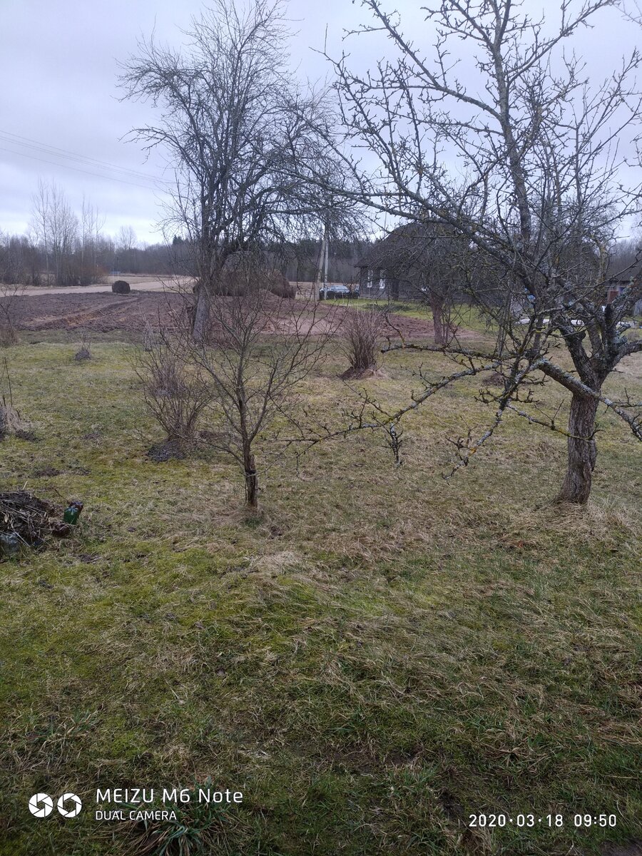 Хмурая погода у меня в саду,ну и пусть сад погрустит,а я гулять пойду....