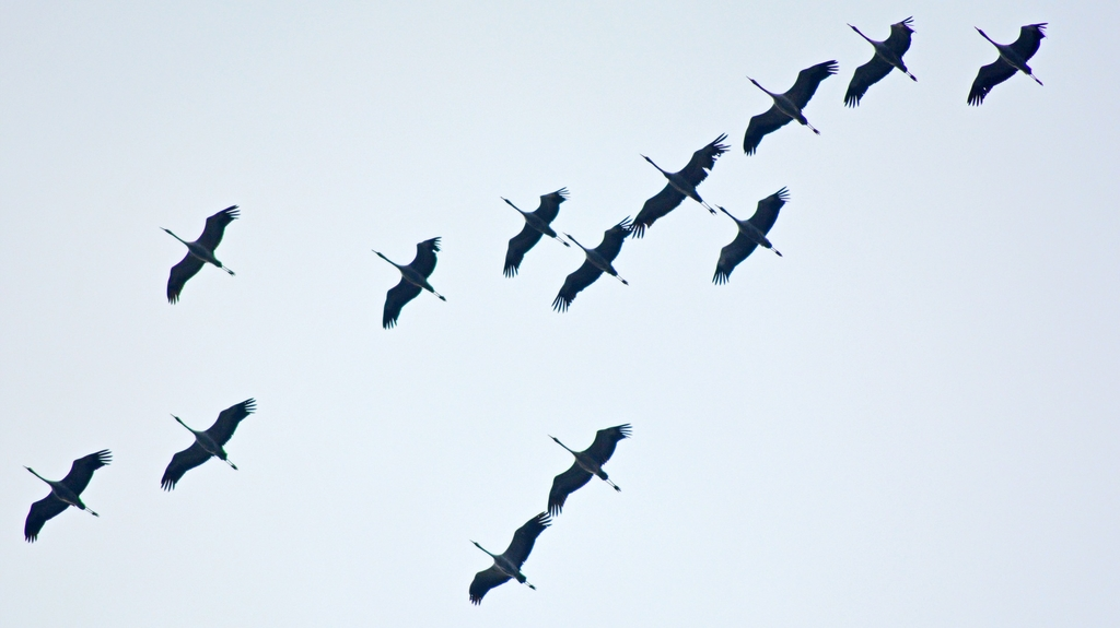 Источник: СС0/KlausHausmann