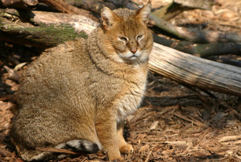 КАВКАЗСКИЙ КАМЫШОВЫЙ КОТ