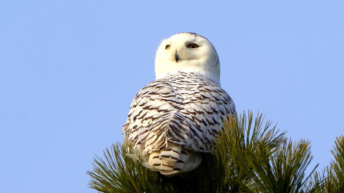 Белая сова на дереве