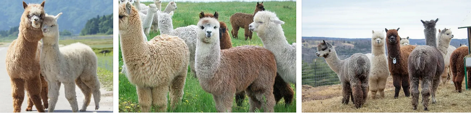 Забавные эти животные - альпака :) Скрин с Яндекскартинки