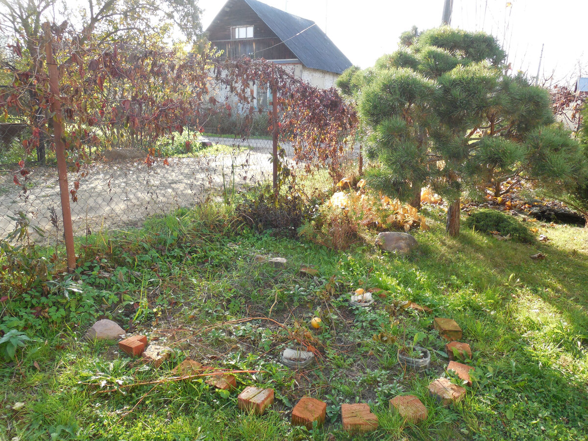 Кирпичи- это не бордюр вокруг нового цветника. Это сигнальные кирпичи, чтобы никто случайно не наступил на укоренённые черенки винограда! Где пройдёт граница? См. следующее фото (листайте по стрелке справа)