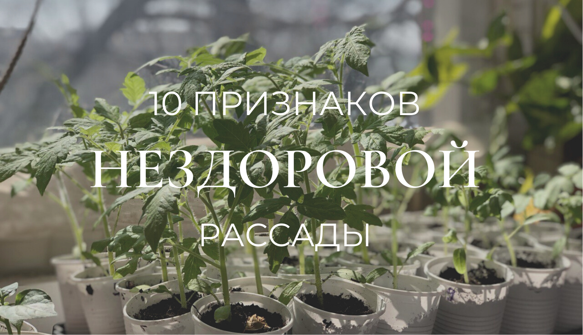 На фото мои прекрасные помидорчики.