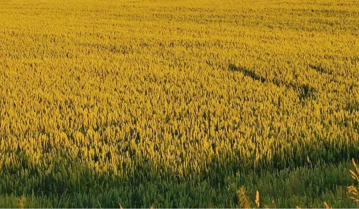    Изопиразам уходит с рынка ЕС