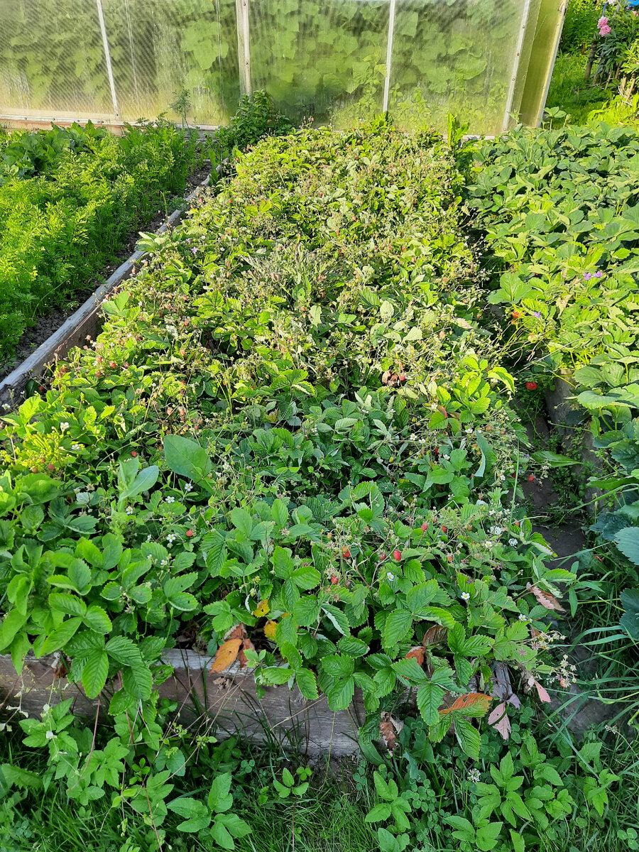 Наша грядка с земляникой