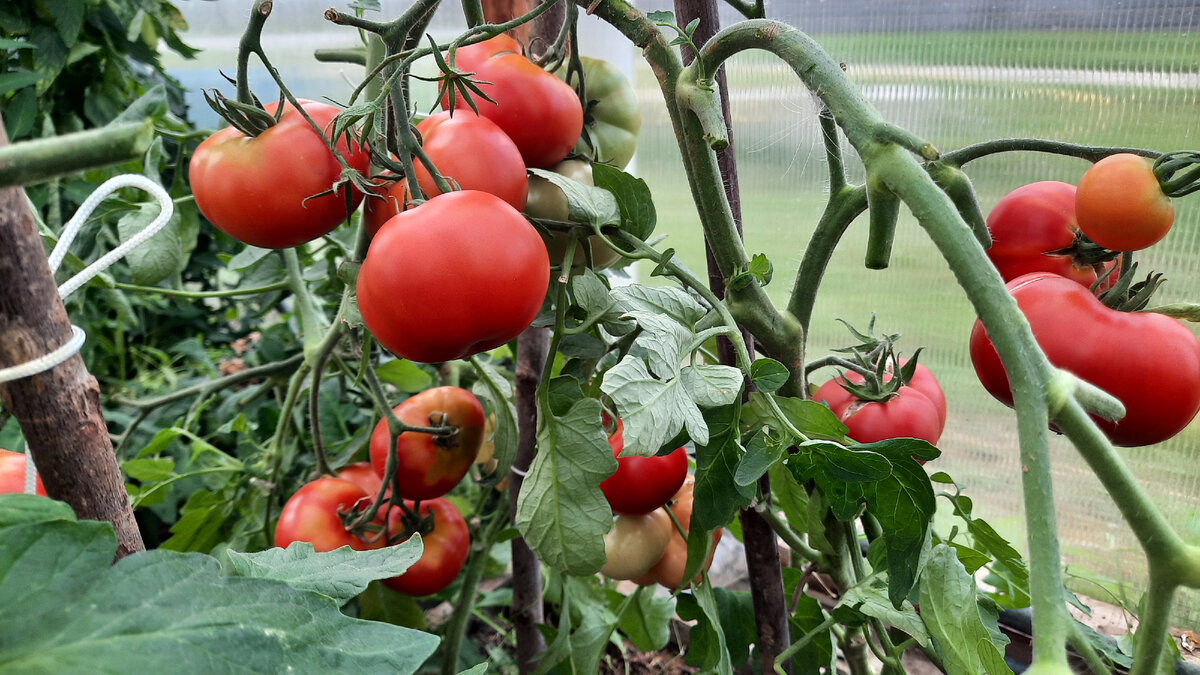 В этом году помидоры усыпные.