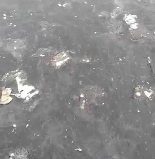 Источник фото: Скрин видео vk.com/rostovnadonu
