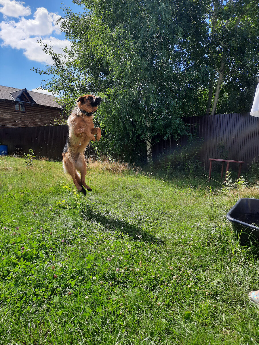 Берта очень любит играть с водой, но вот купаться в ванной нет. 
