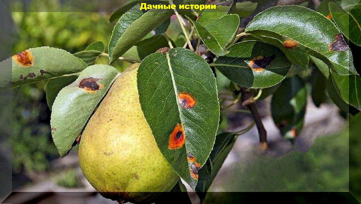 Чем обработать груши яблони. Энтомоспориоз груши. Парша на лимоне. Листья груши. Болезни груши.