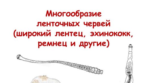 Многообразие ленточных червей (широкий лентец, эхинококк, ремнец и другие)