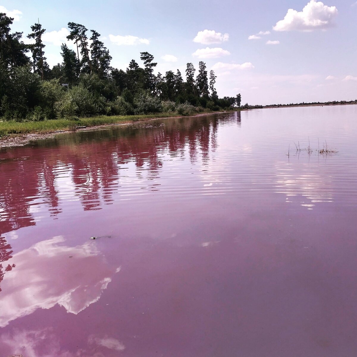 бурлинское озеро алтайский край