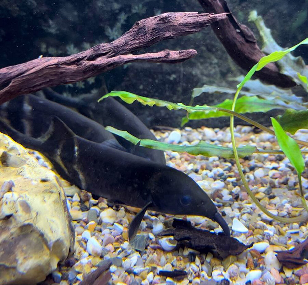 Слоник нильский (Гнатонемус Петерса) Gnathonemus petersii