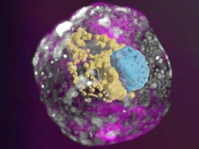    Исследователи создали эмбрион, не прибегая к половым клеткам