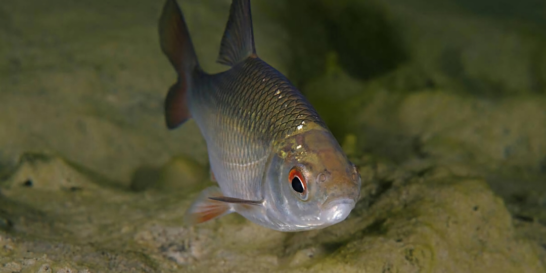 Как плотва ведёт себя осенью: 8 интересных особенностей из жизни известной стайной рыбы