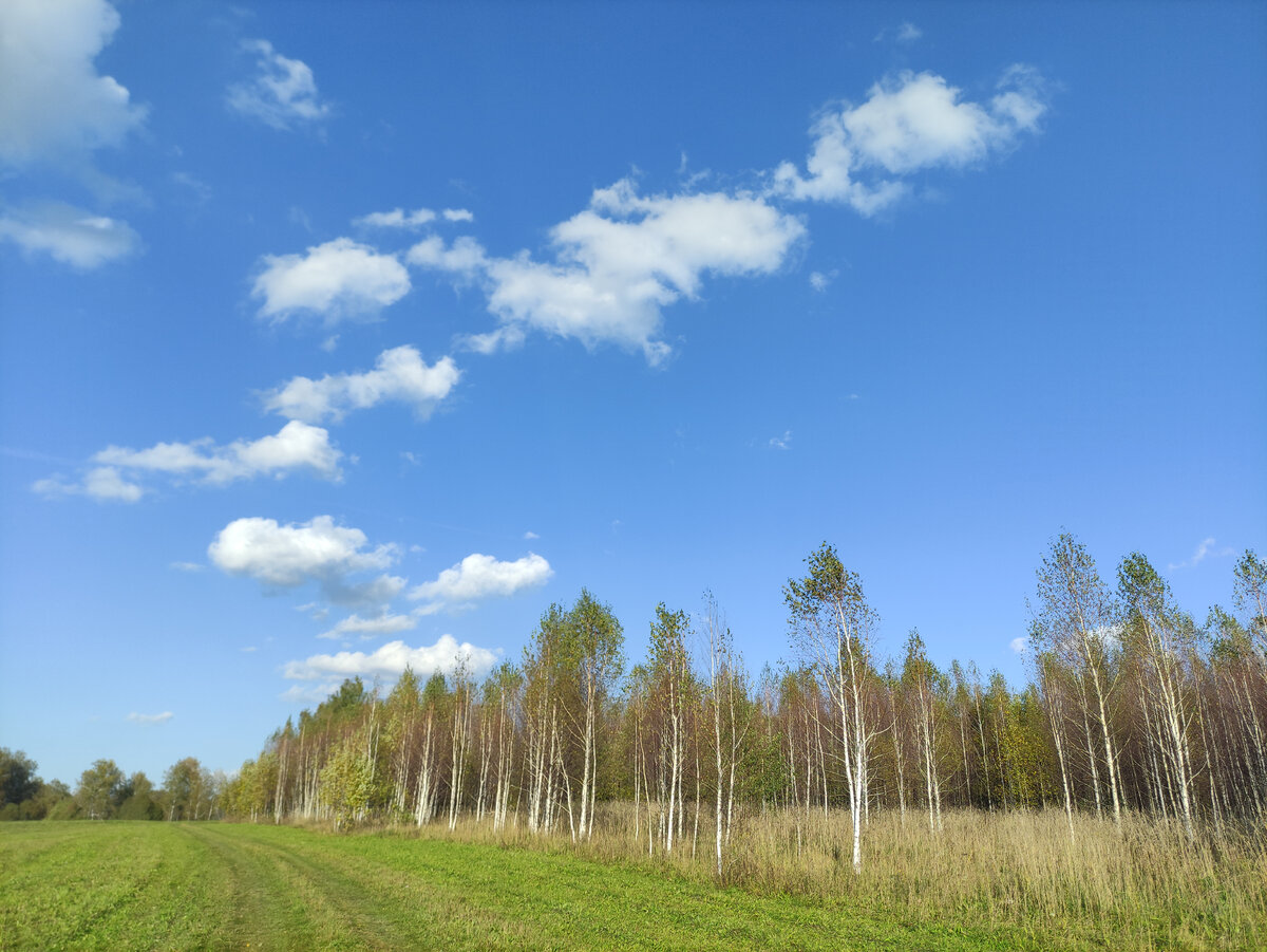 Тоже берёзы