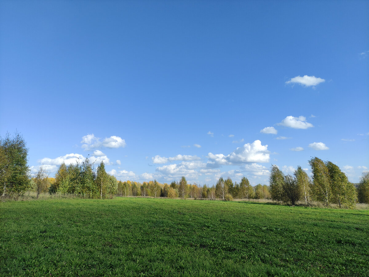 И тут - берёзы