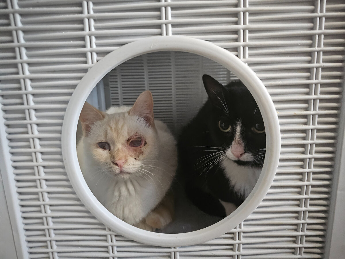 Фото автора. Девочка из слепого семейства и Япоша.