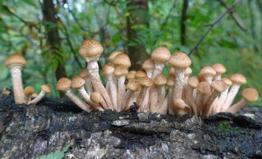 Осенние опята на самом пике сезона. Эти грибы растут большими группами, за один «подход» можно набрать солидный урожай. Их отличительной особенностью является нежная текстура и богатый вкус.-2