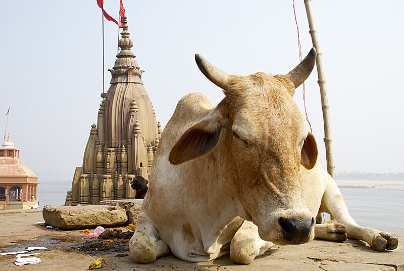 Коров в Индии очень много, особенно у храмов и на улицах. Встречаются даже на крышах домов