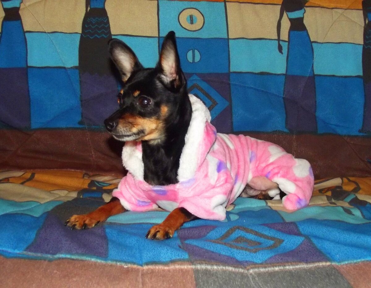 Во-первых, декоративные породы в силу своего крошечного размера и хрупкости нуждаются в значительно более бережном и аккуратном обращении. В некоторых руководствах по дрессировке собак встречается совет механически воздействовать на щенка, надавливая ладонью на спину или холку, добиваясь выполнения команд «Сидеть» и «Лежать». Однако даже слабого нажатия может оказаться достаточно для маленькой собачки, чтобы повредить ей позвоночник. Поэтому всё обучение должно строиться без применения таких методов; лучше добиваться выполнения команды более мягким способом, например, мотивировать щенка лакомством или игрушкой. Не лишним будет напомнить, что миниатюрным породам небезопасно выполнять некоторые команды, например, прыжки через слишком высокие препятствия или кувырки.
