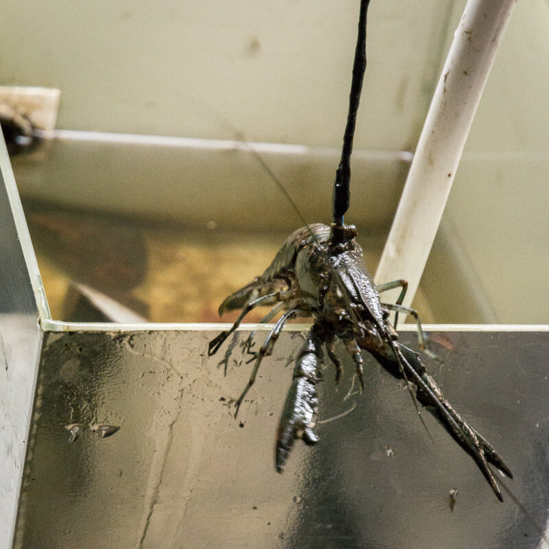 Источник фото - http://zydog.livejournal.com/92394.html